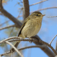 Mosquitero Canario